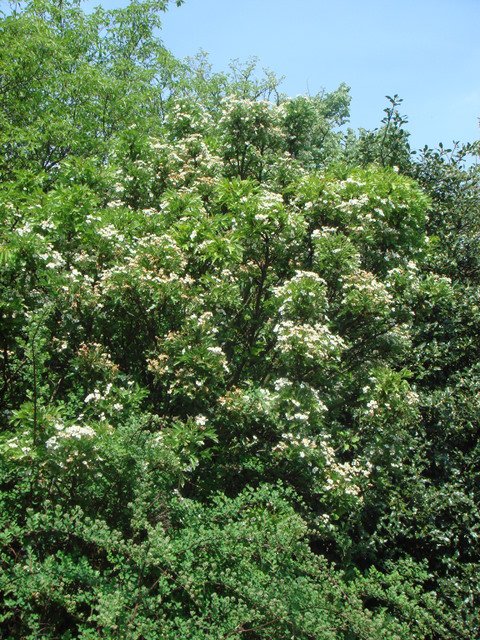 Crataegus monogyna 'Inermis Compacta' P1D